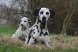 DALMATIEN 513